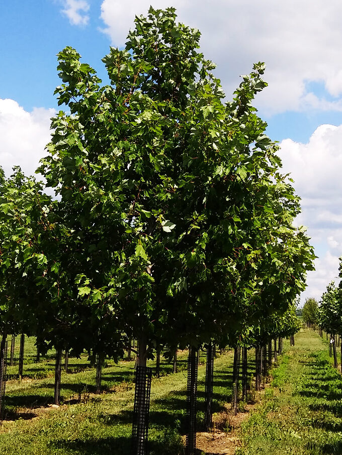 Elm Trees For Sale Buy Elm Trees Online The Tree Center