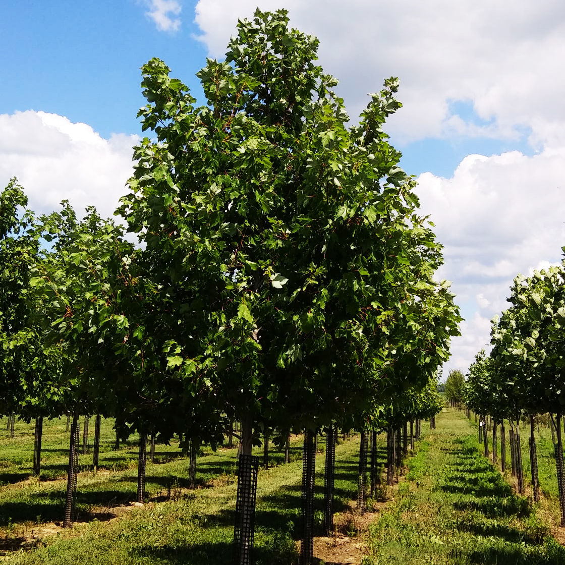Collection 91+ Pictures Images Of An Elm Tree Superb