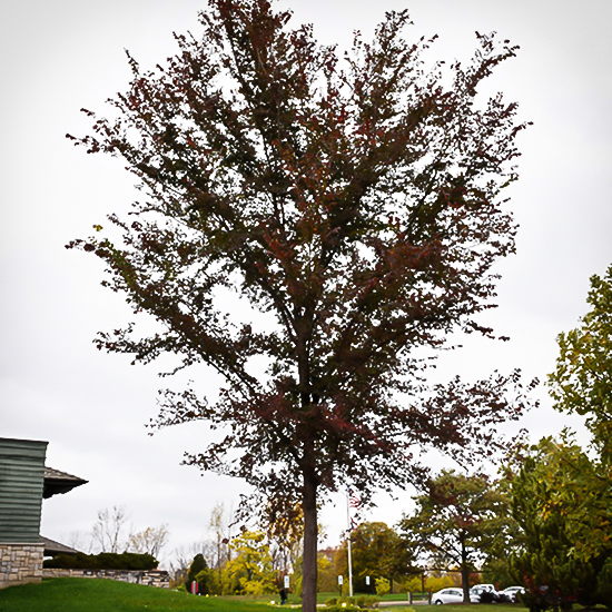 Frontier Elm Trees For Sale Online The Tree Center