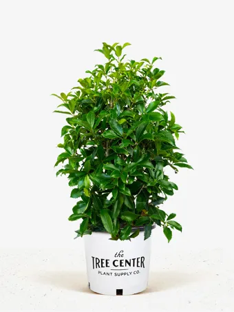 Fruitland Fortune's Osmanthus