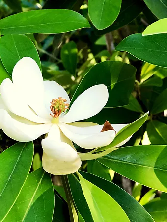 Green Shadow Sweetbay Magnolia