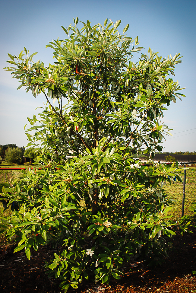 Green Shadow Sweetbay Magnolia For Sale Online The Tree Center