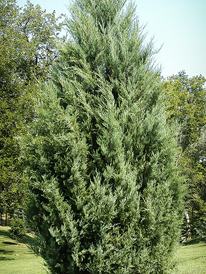 Buy Juniper Trees Juniper Trees For Sale The Tree Center
