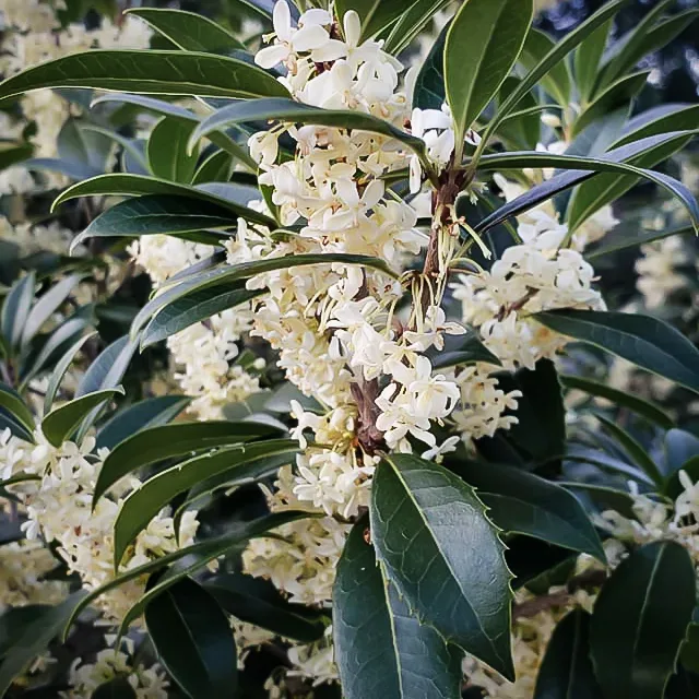 【本日特価】 | Online Sale For Osmanthus Fortune's The Center Tree 日本酒