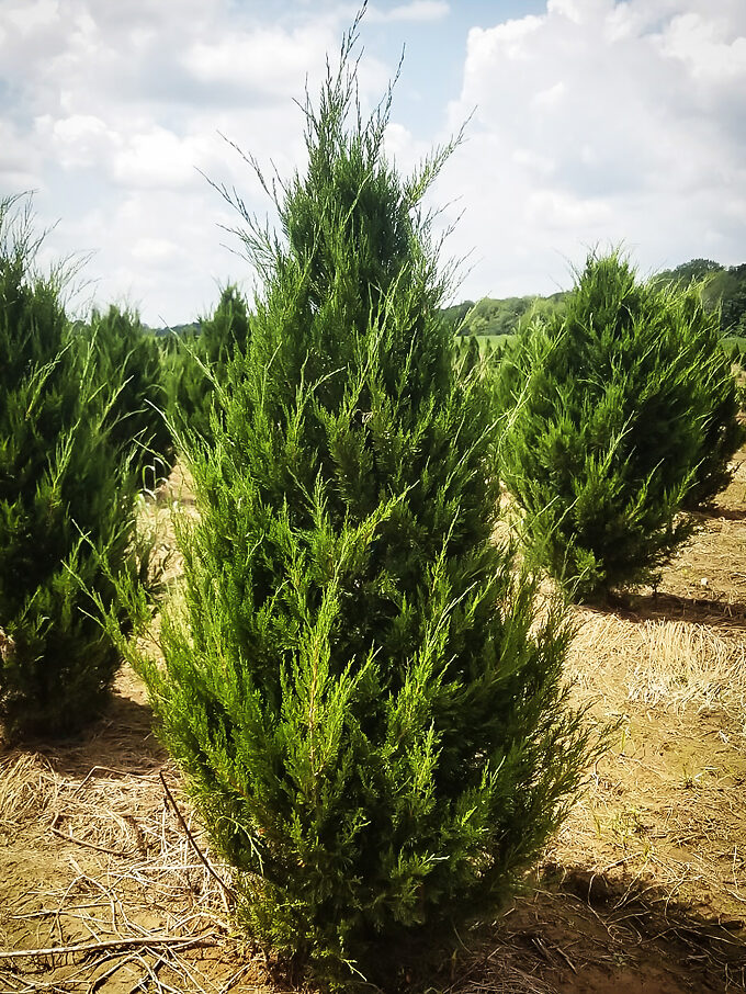 Buy Juniper Trees Juniper Trees For Sale The Tree Center