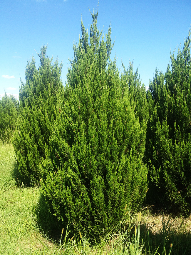 Buy Juniper Trees Juniper Trees For Sale The Tree Center