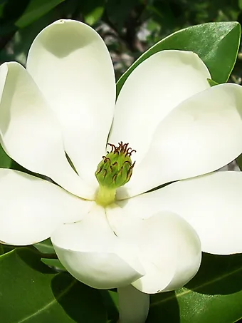 Moonglow® Sweetbay Magnolia