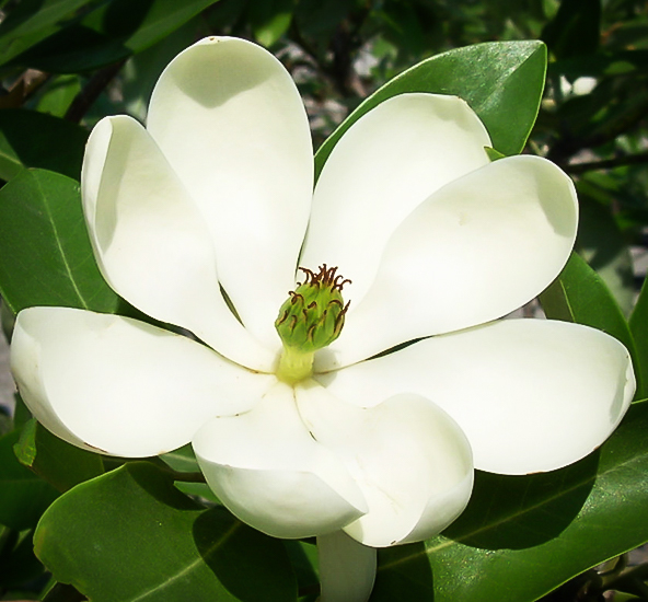 Moonglow® Sweetbay Magnolia For Sale Online The Tree Center