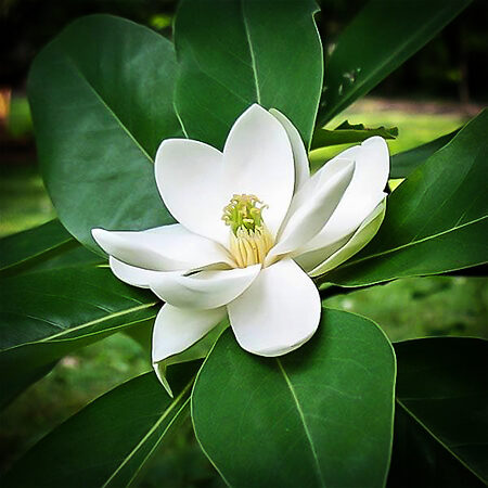magnolia sweetbay