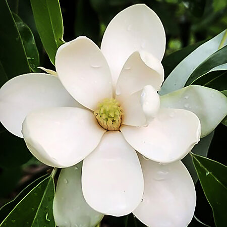 sweetbay virginiana