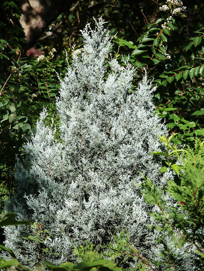 Buy Juniper Trees Juniper Trees For Sale The Tree Center