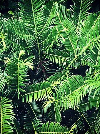 Spreading Japanese Plum Yew