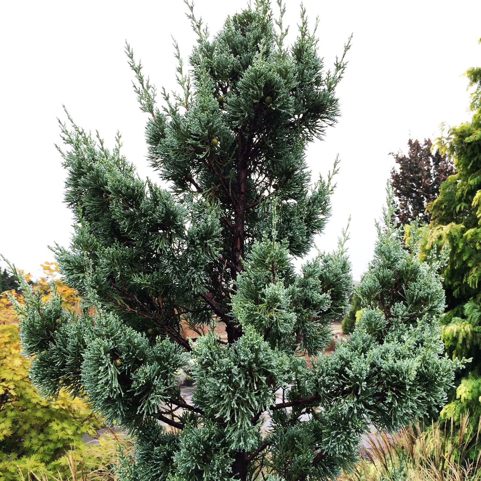 Trautman Chinese Juniper For Sale Online The Tree Center