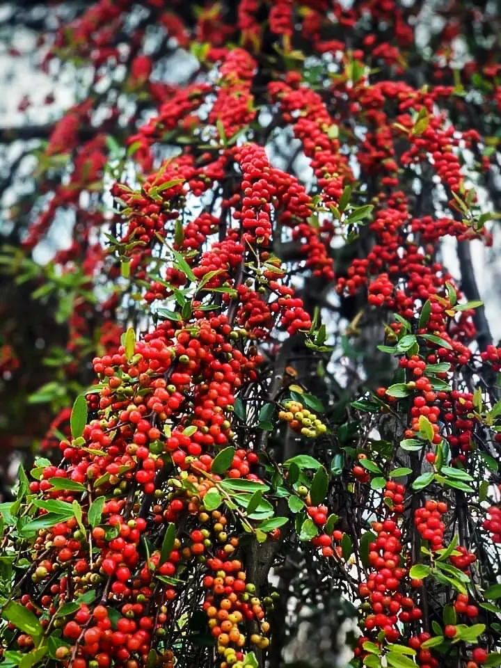 Weeping Yaupon Holly Bush For Sale The Tree Center