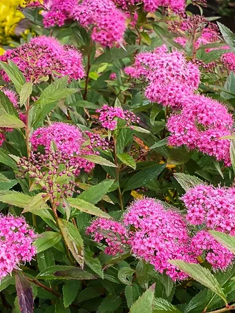 Anthony Waterer Spirea