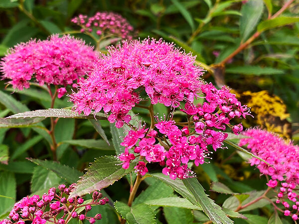 Anthony Waterer Spirea For Sale Online The Tree Center