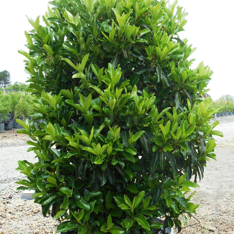 Chindo Viburnum For Sale Online The Tree Center