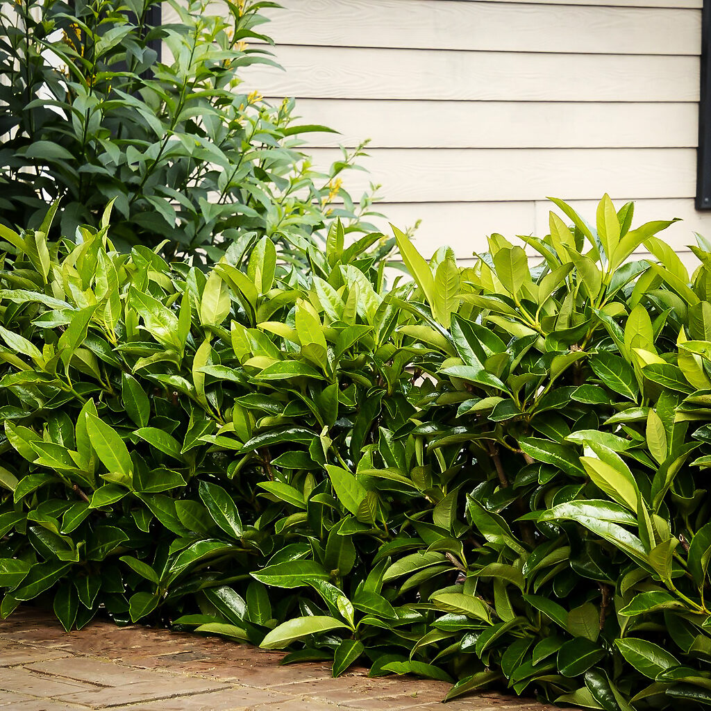 Chindo Viburnum For Sale Online The Tree Center