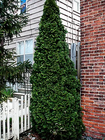 Dark Green Arborvitae