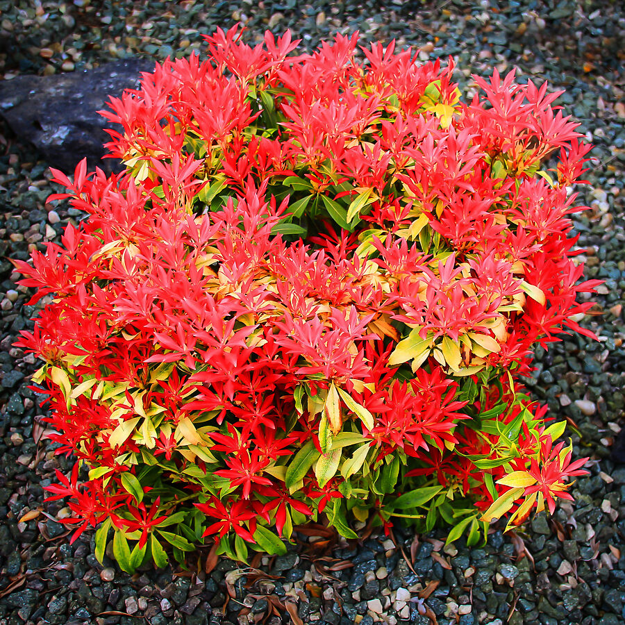 Forest Flame Pieris For Sale The Tree Center Forest Flame Pieris For Sale The Tree Center