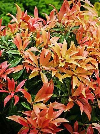 Forest Flame Pieris