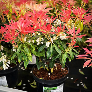 pieris measured