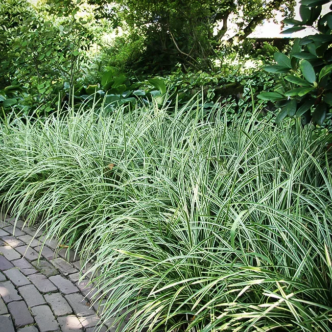 Ice Dance Sedge