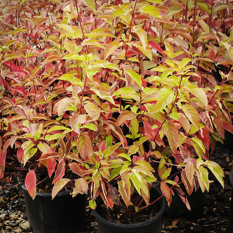 Isanti Red Twig Dogwood For Sale The Tree Center