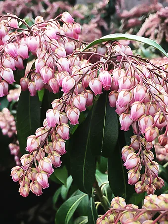 Katsura Pieris