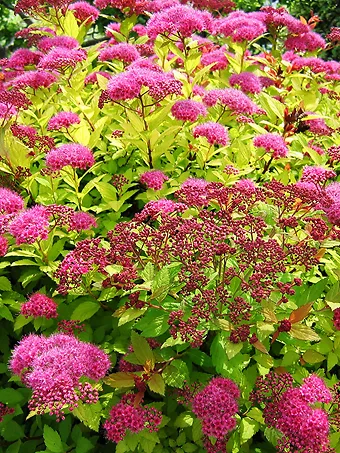 Magic Carpet Spirea