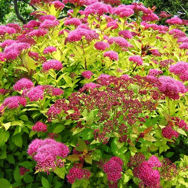 Image of Spiraea japonica Magic Carpet shrub under tree