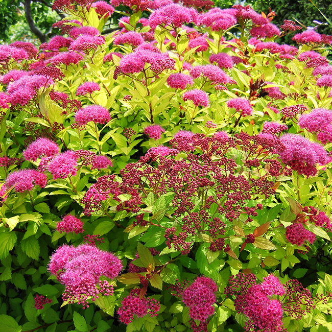 Magic Carpet Spirea