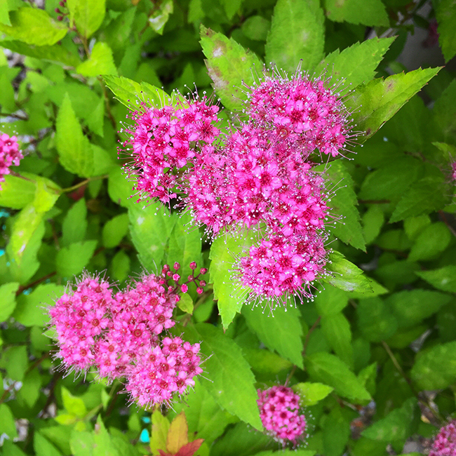 magic carpet spirea size