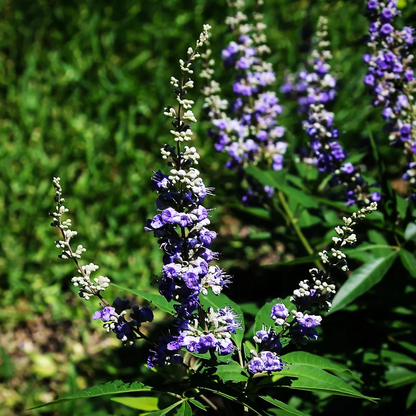 Shoal Creek Chaste Tree For Sale Online | The Tree Center