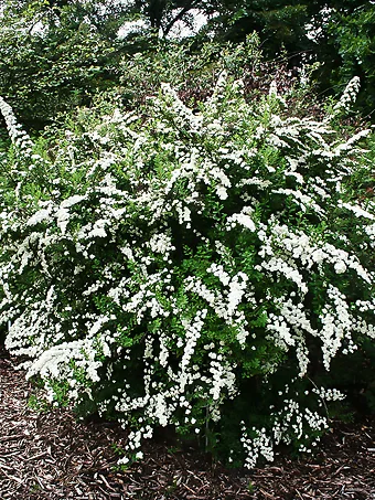 Snowmound Spirea