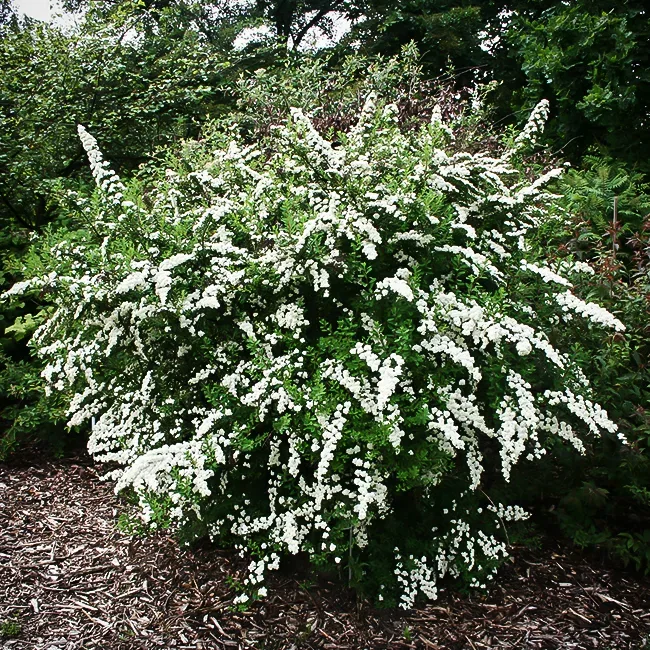Image of Snowmound spirea in full bloom