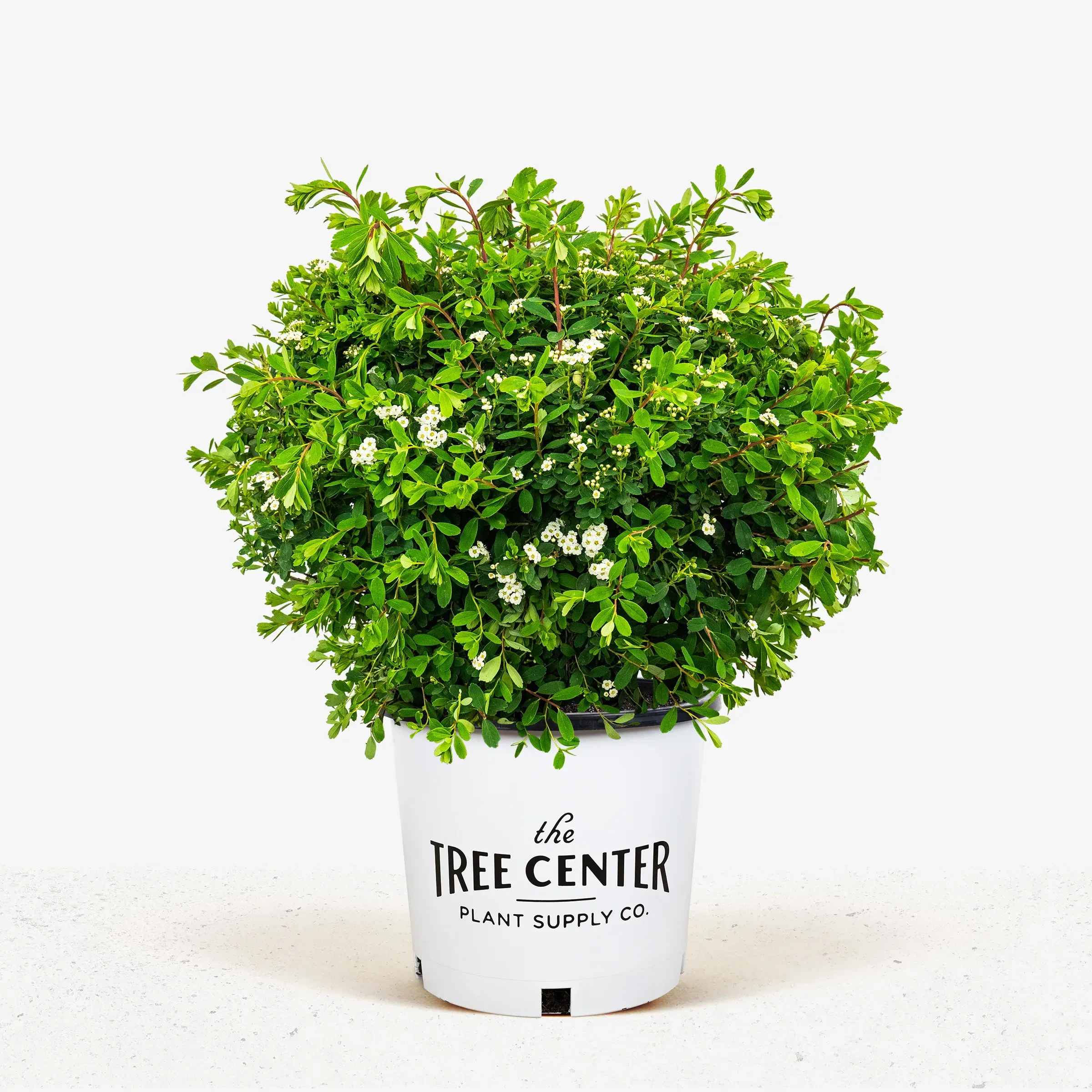 Image of Snowmound spirea in a container