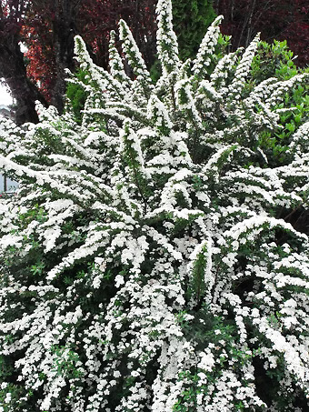 Snowmound Spirea