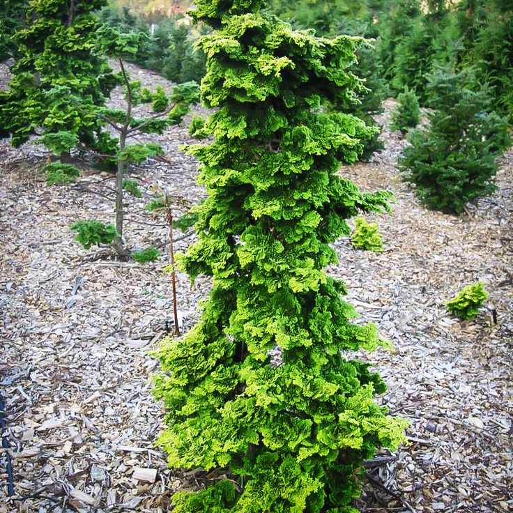 Wells Special Hinoki Cypress For Sale | The Tree Center