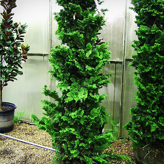 Wells Special Hinoki Cypress For Sale The Tree Center