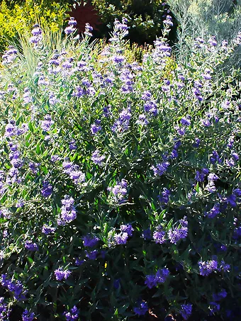 Dark Knight Caryopteris