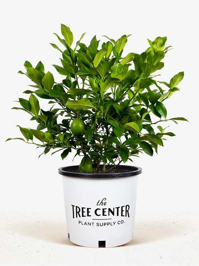 Guide To Meyer Lemon Tree Planting & Grow Guide For Meyer Lemon Tree