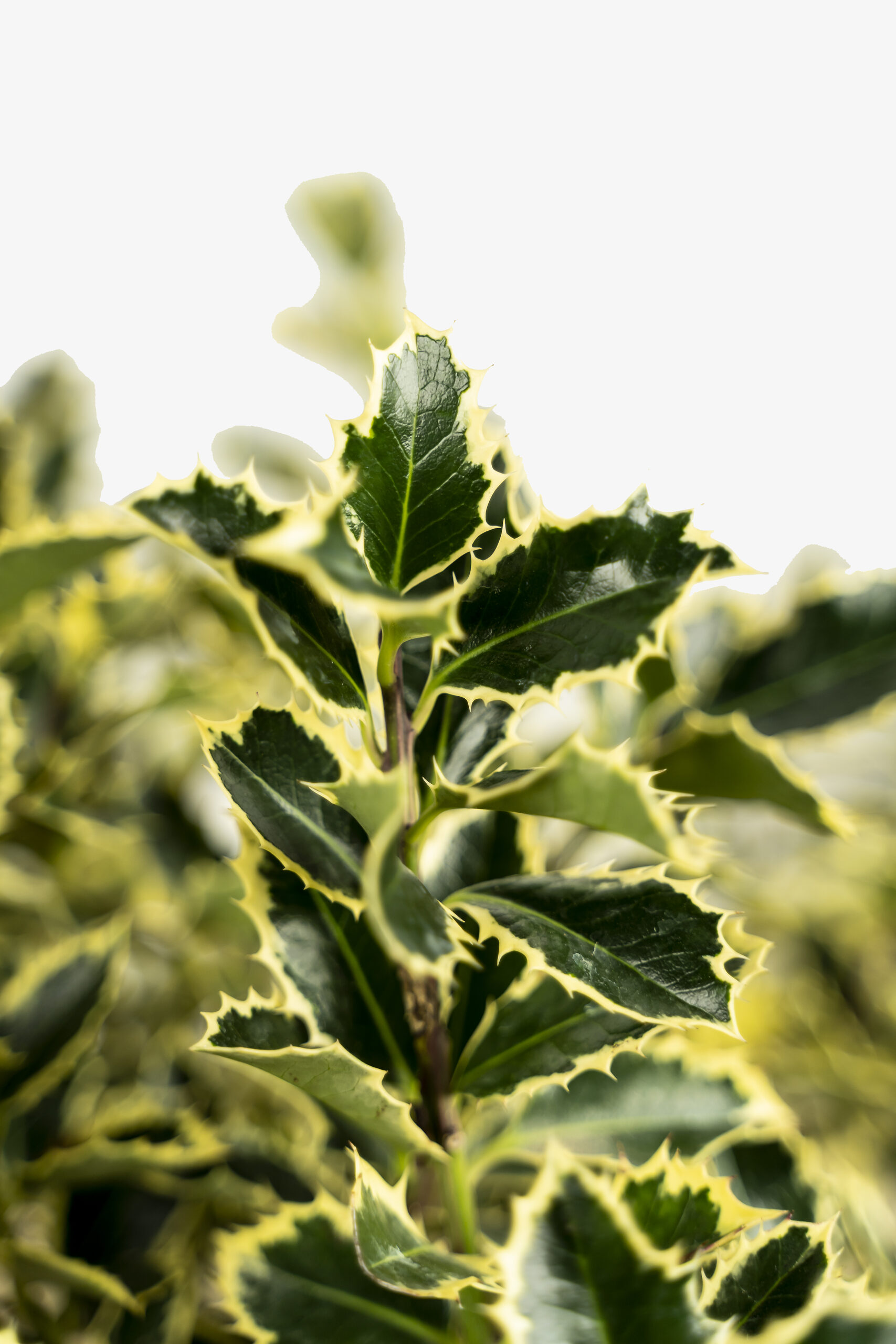Variegated English Holly For Sale Online The Tree Center