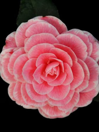 April Dawn Camellia