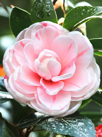April Dawn Camellia