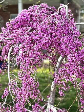 Cascading Hearts Redbud Tree