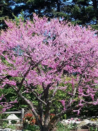 Cascading Hearts Redbud Tree