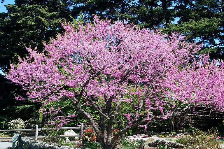 Cascading Hearts Redbud Tree For Sale Online The Tree Center