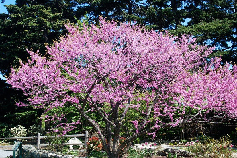Cascading Hearts Redbud Tree For Sale Online | The Tree Center