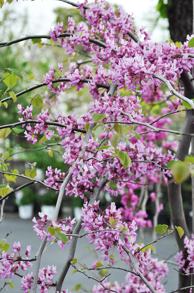 Cascading Hearts Redbud Tree For Sale Online | The Tree Center